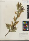 Foto von Salix lucida Muhl.